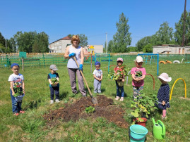 Ребята высадили герань Ребята высадили герань.